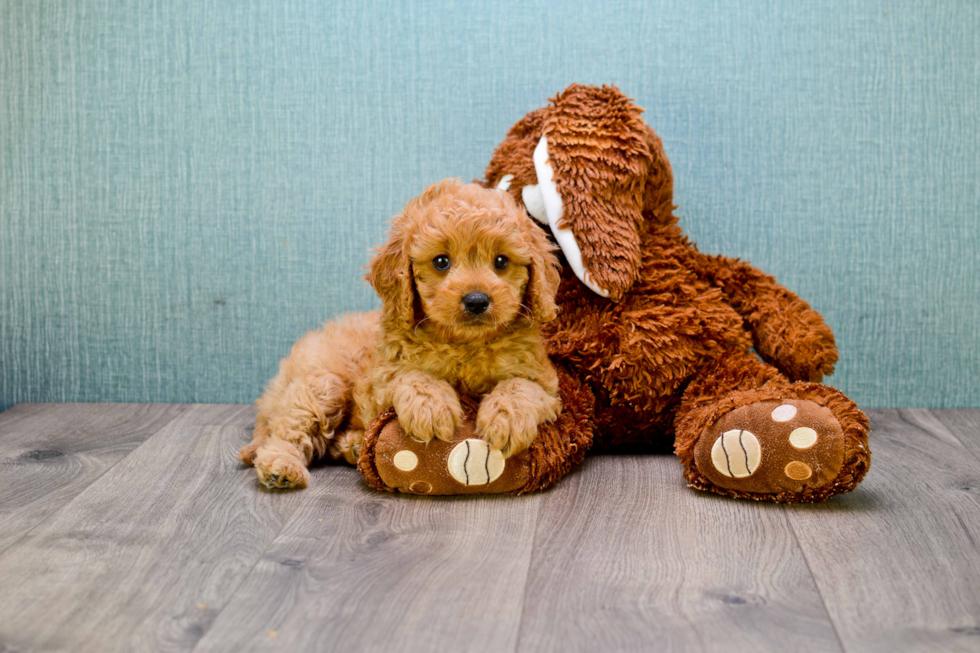 Mini Goldendoodle Pup Being Cute