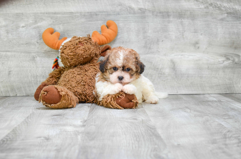 Energetic Shichon Designer Puppy