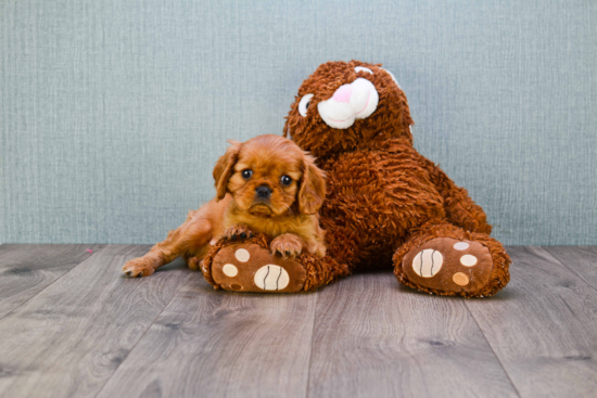 Petite Cavalier King Charles Spaniel Purebred Puppy