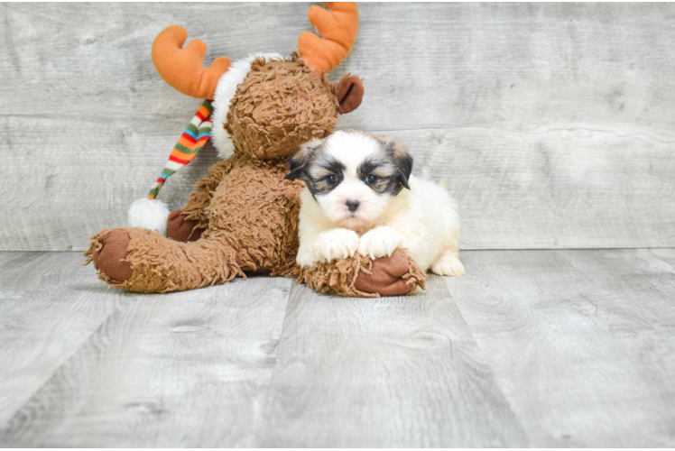Best Teddy Bear Baby