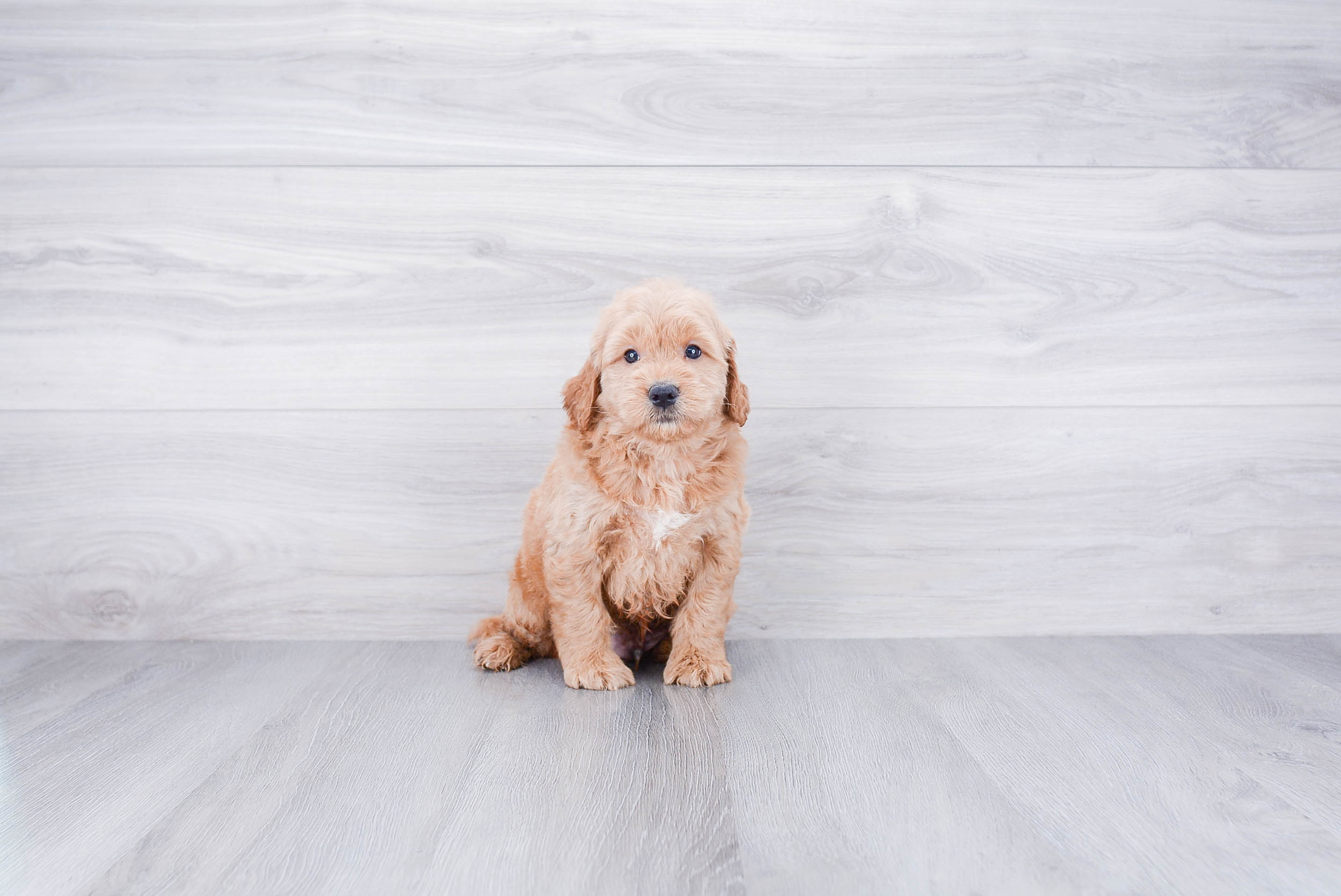 Mini Goldendoodle Pup Being Cute