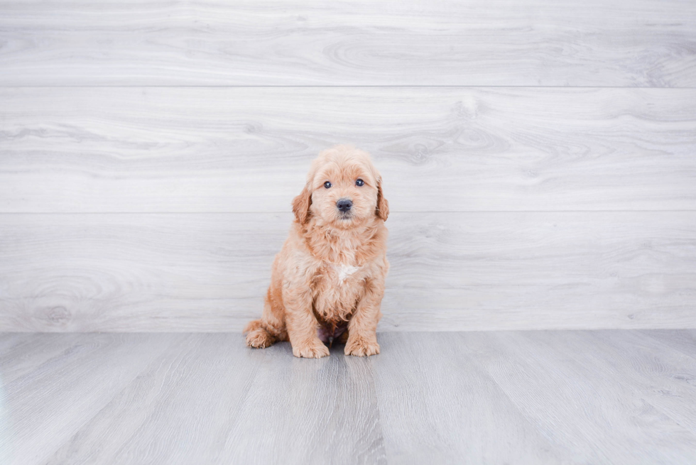 Mini Goldendoodle Pup Being Cute