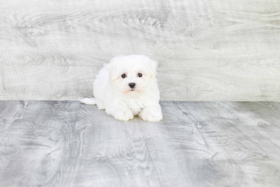 Maltese Pup Being Cute