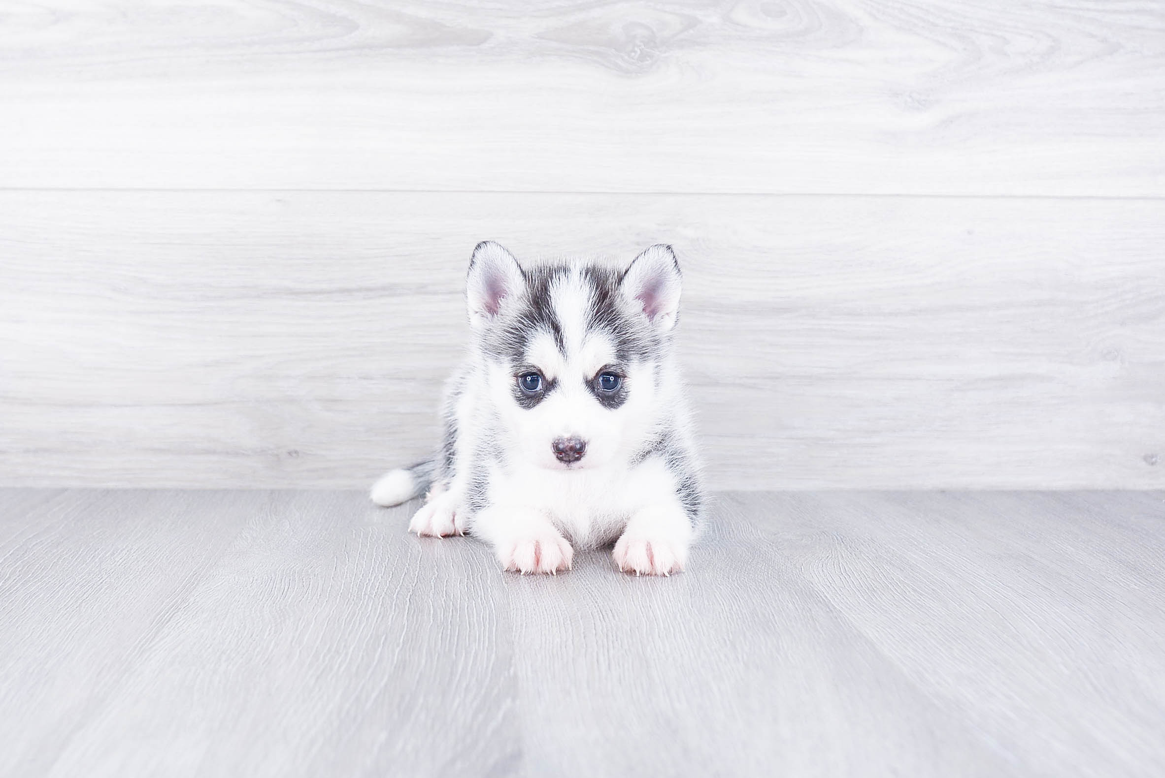 Pomsky fashion baby