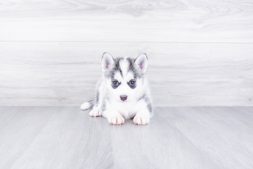 Best Pomsky Baby