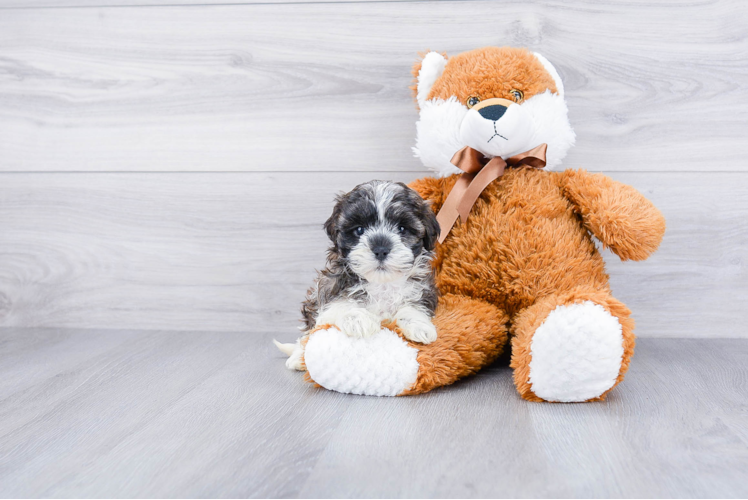 Sweet Teddy Bear Baby
