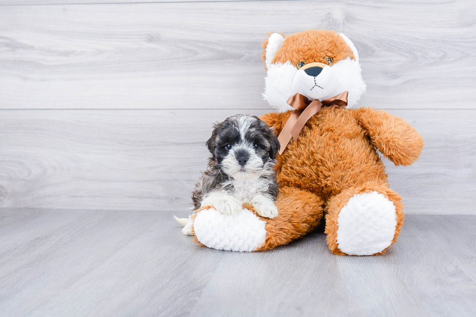 Sweet Teddy Bear Baby