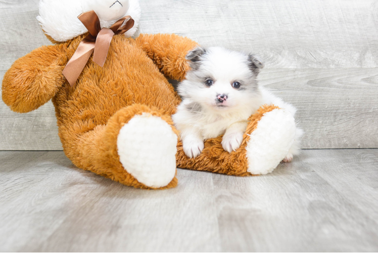 Happy Pomeranian Purebred Puppy