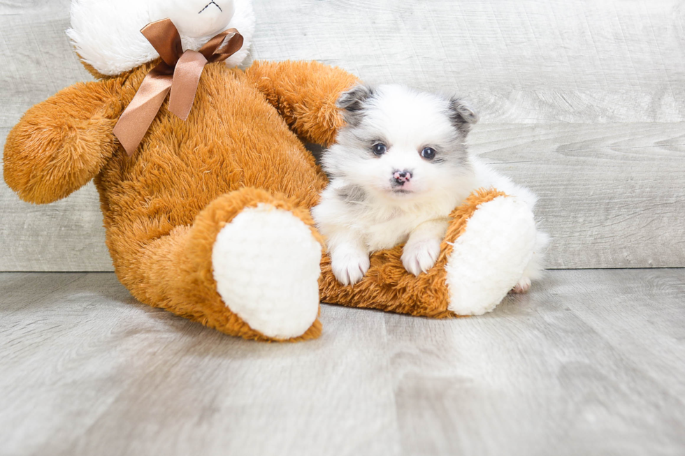 Happy Pomeranian Purebred Puppy