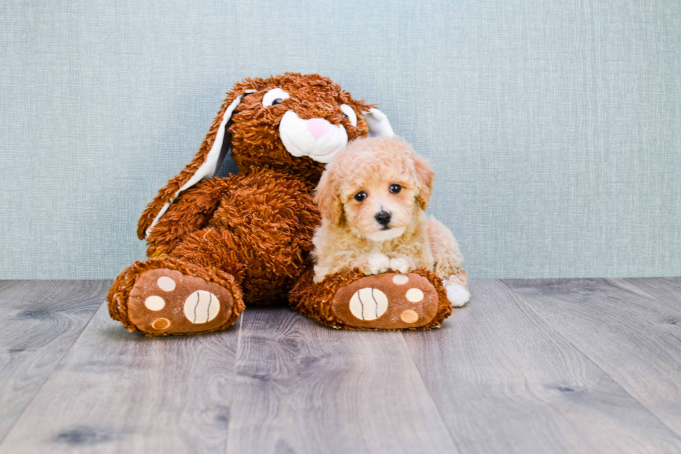 Best Maltipoo Baby