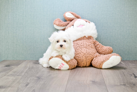 Funny Maltese Purebred Pup