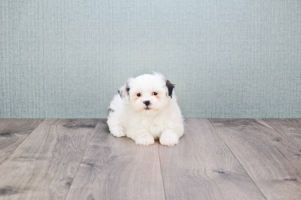 Teddy Bear Pup Being Cute