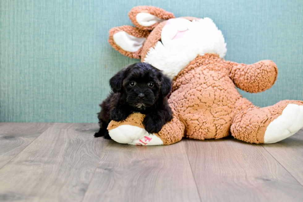 Small Yorkie Poo Baby