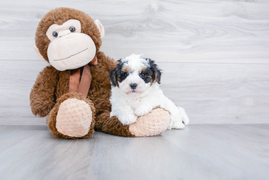 Petite Maltipoo Poodle Mix Pup