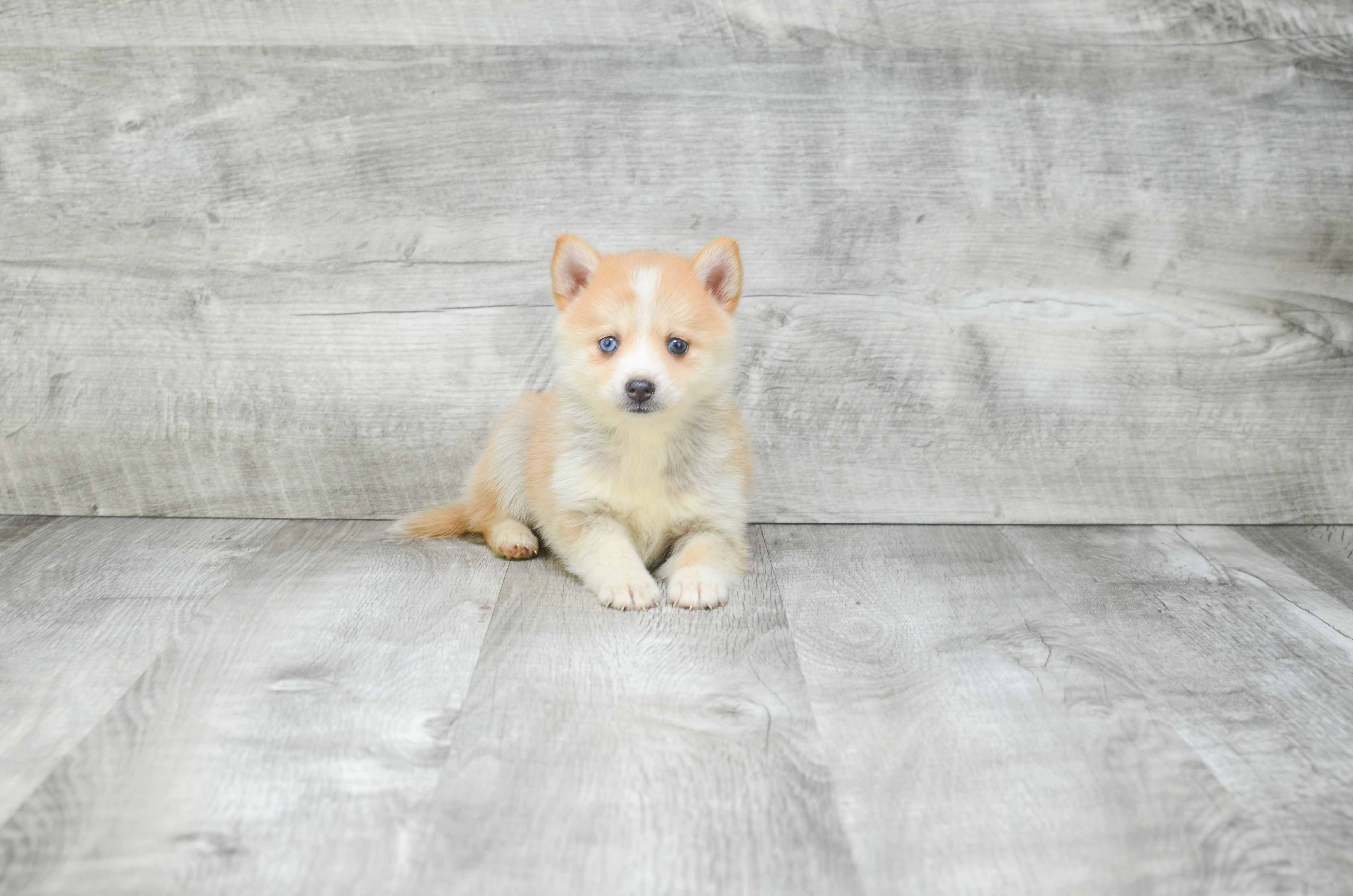 Pomsky Puppy for Adoption