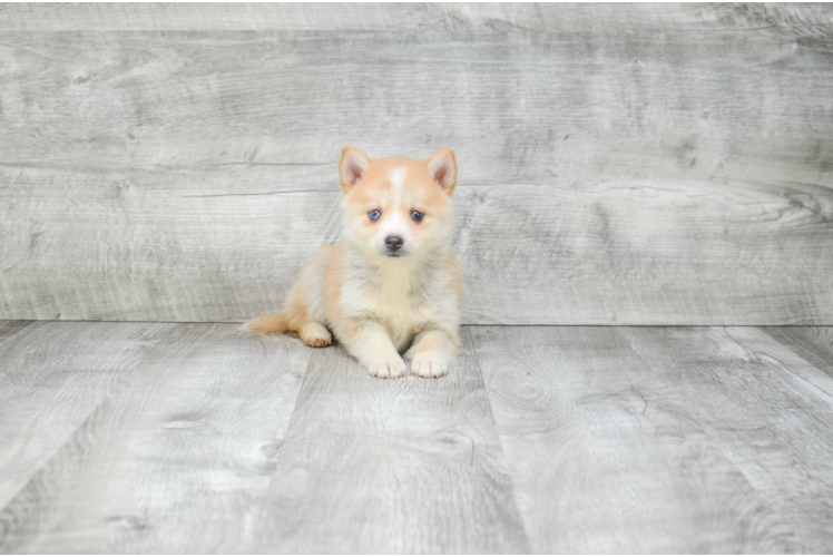 Pomsky Puppy for Adoption