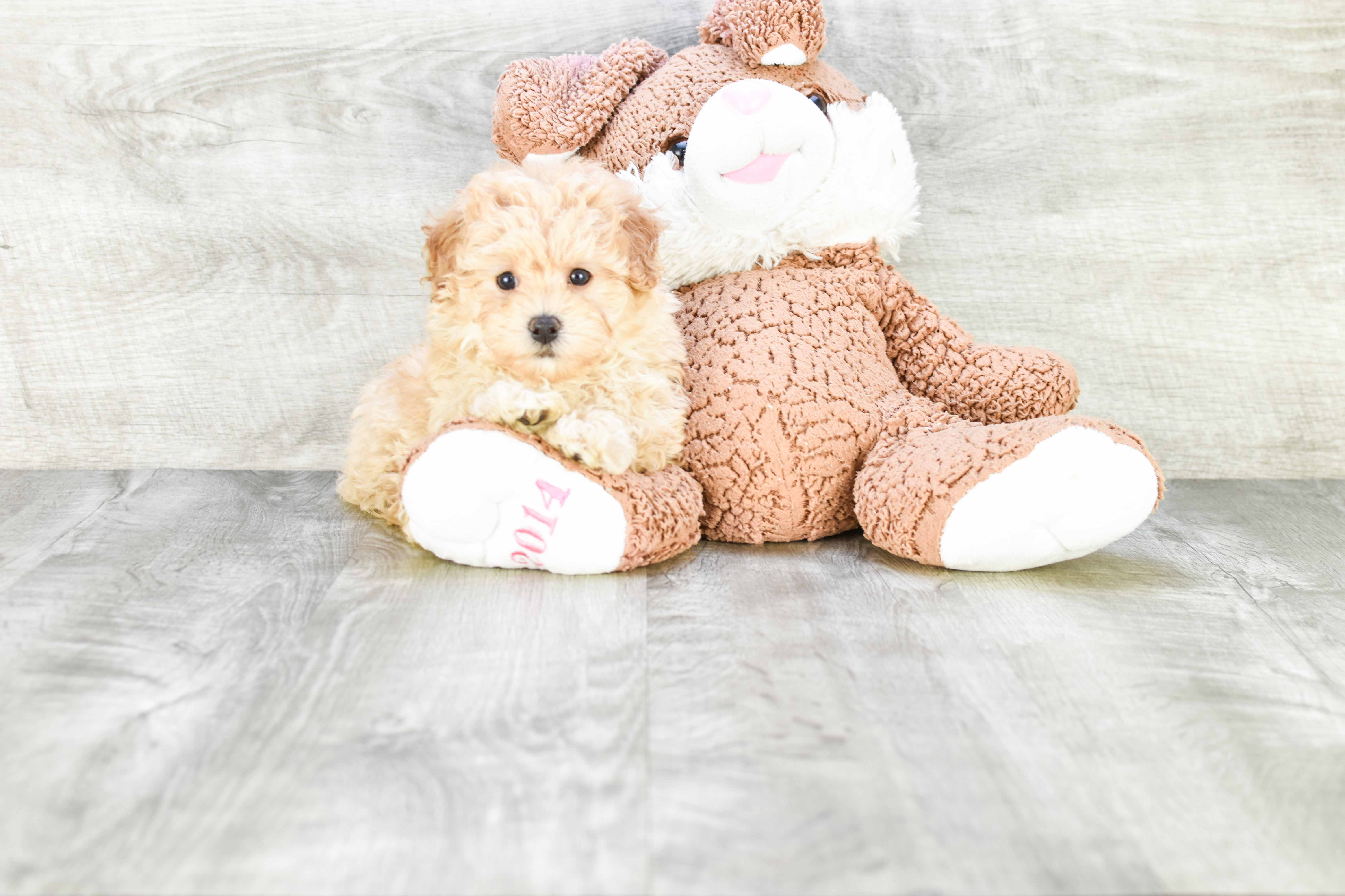 Playful Maltepoo Poodle Mix Puppy