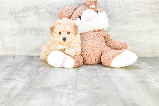 Playful Maltepoo Poodle Mix Puppy