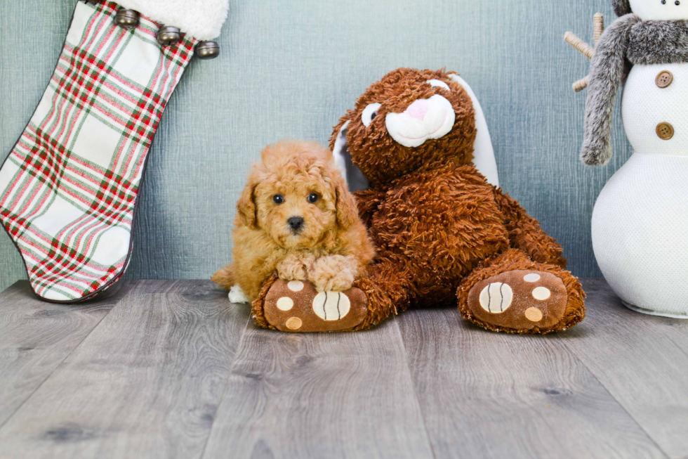 Maltipoo Puppy for Adoption