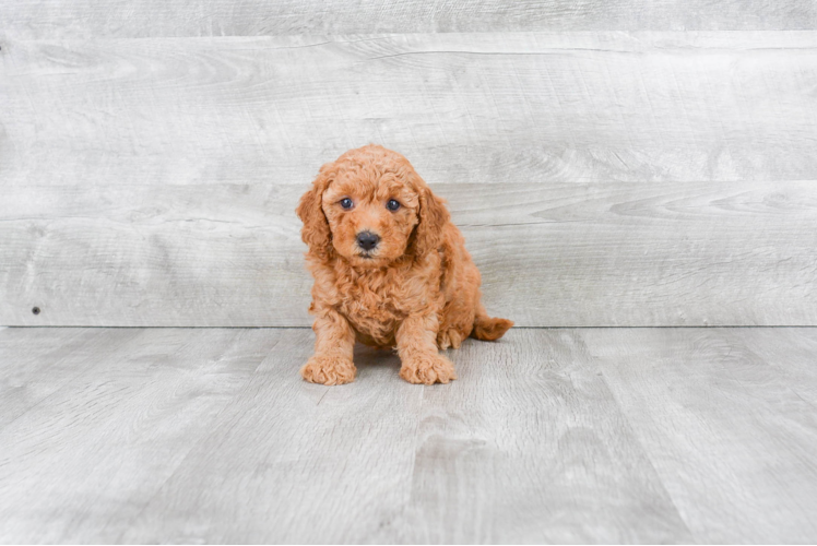 Funny Mini Goldendoodle Poodle Mix Pup