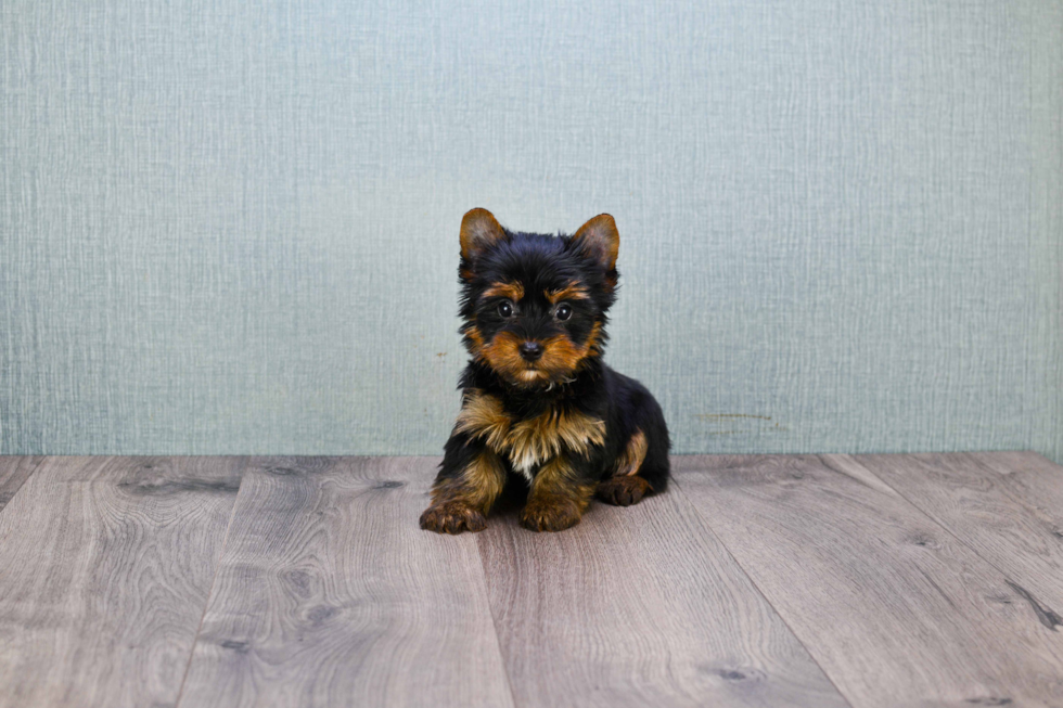 Meet Bella - our Yorkshire Terrier Puppy Photo 