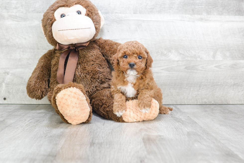 Little Cavoodle Poodle Mix Puppy