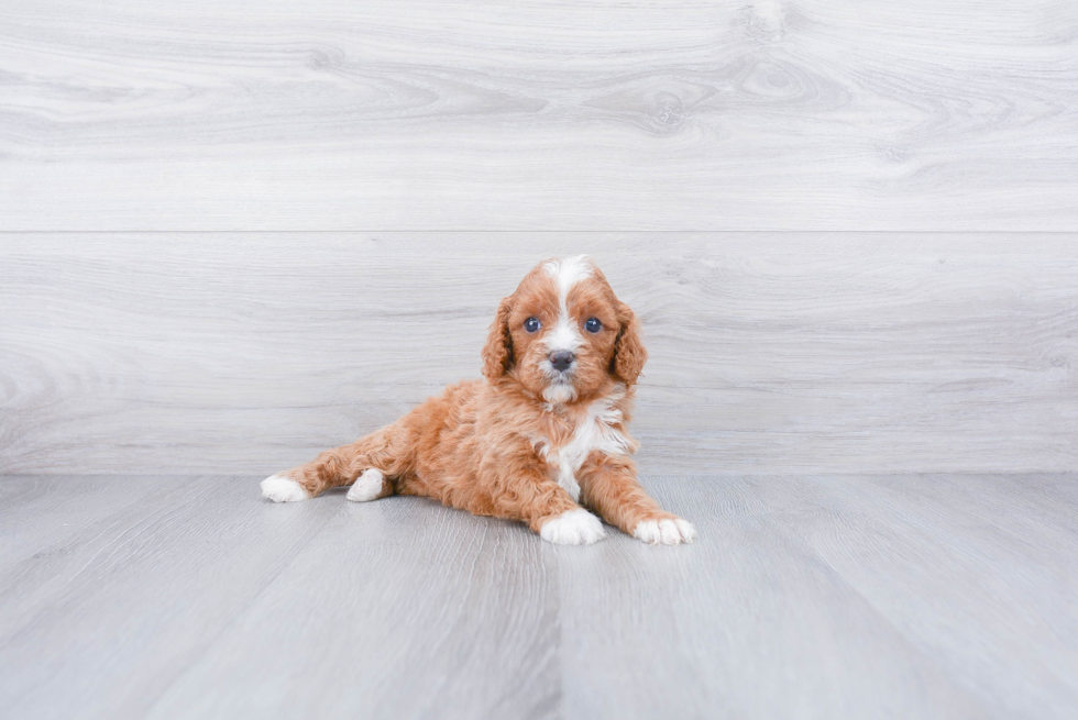 Smart Cavapoo Poodle Mix Pup