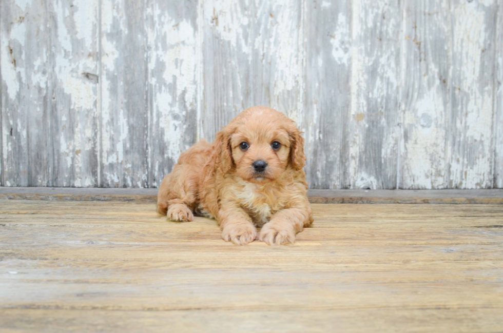 Small Cavapoo Baby