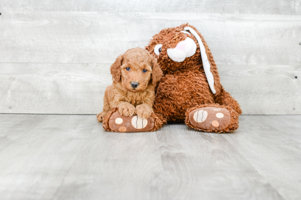 Mini Goldendoodle Puppy for Adoption