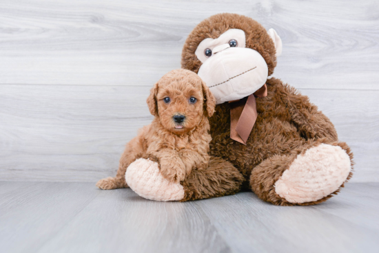 Friendly Mini Goldendoodle Baby