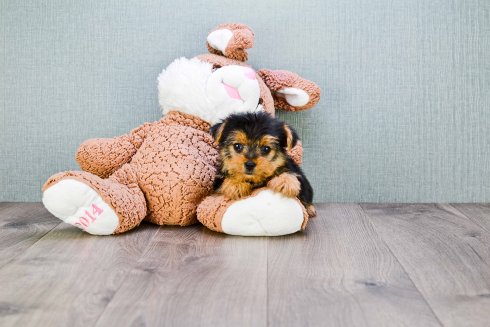 Meet Avery - our Yorkshire Terrier Puppy Photo 