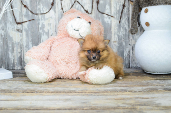 Small Pomeranian Baby