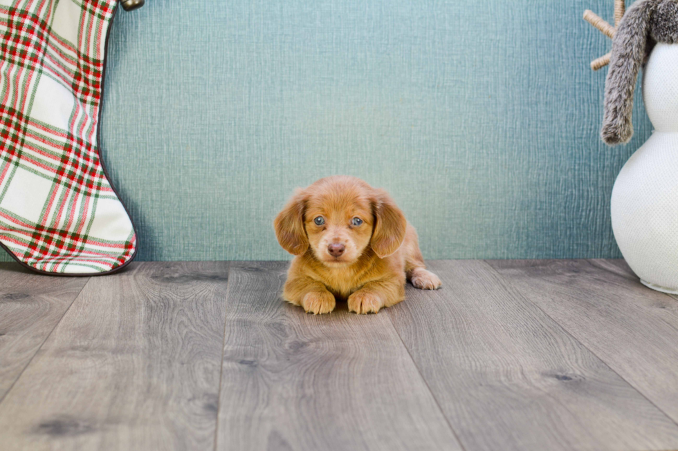 Cute Dachshund Purebred Puppy