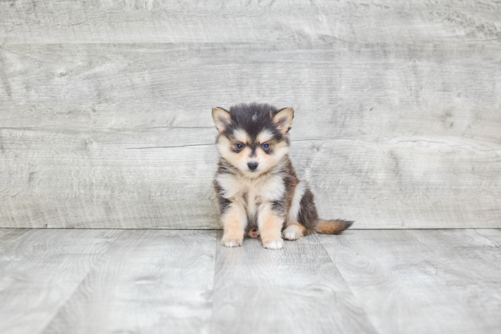 Pomsky Puppy for Adoption