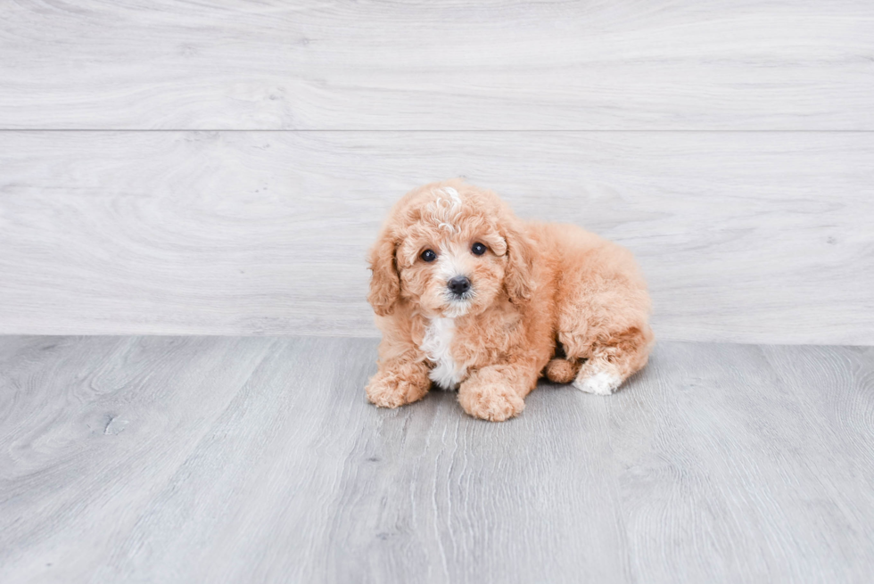 Cavapoo Puppy for Adoption