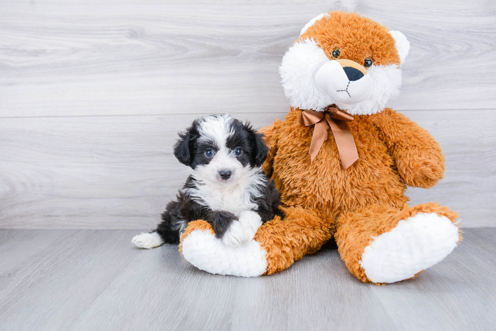 Mini Aussiedoodle Puppy for Adoption