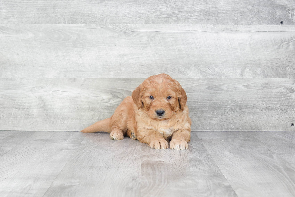 Happy Mini Goldendoodle Baby