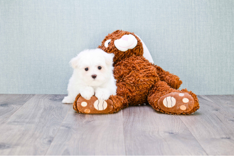 Maltese Puppy for Adoption