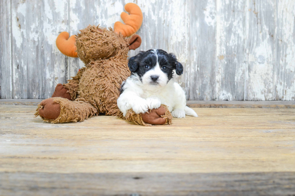 Energetic Shichon Designer Puppy