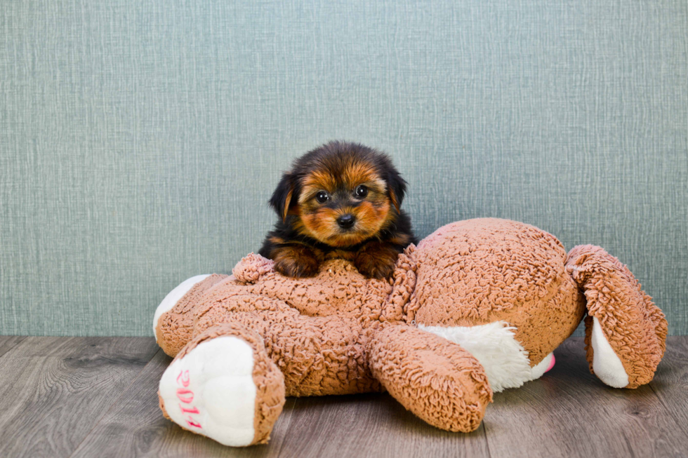 Meet Avery - our Yorkshire Terrier Puppy Photo 