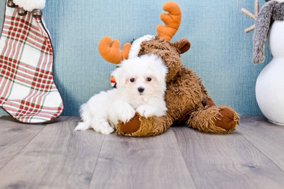 Maltese Pup Being Cute