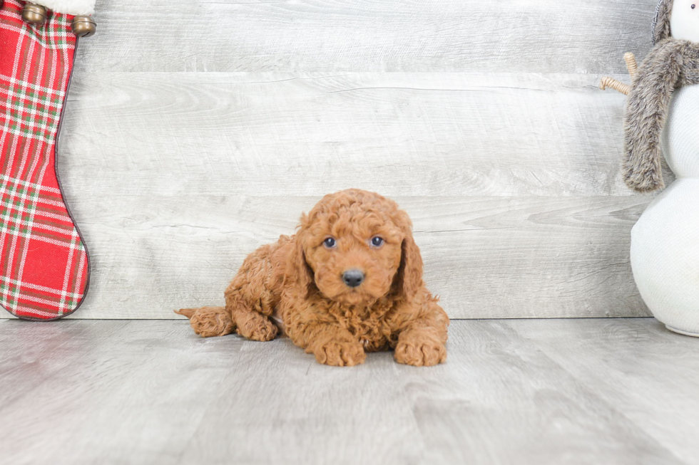 Popular Mini Goldendoodle Poodle Mix Pup