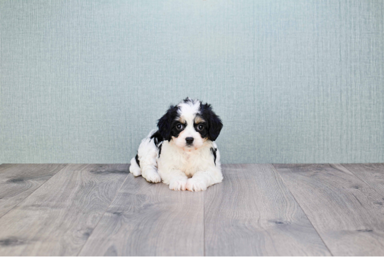 Cute Cavachon Baby