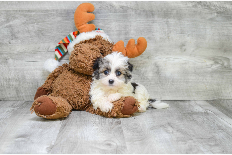 Havanese Puppy for Adoption