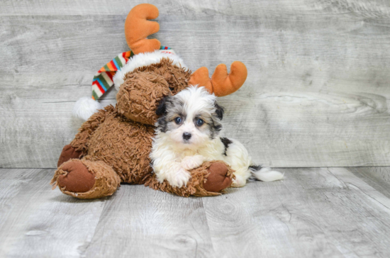 Havanese Puppy for Adoption