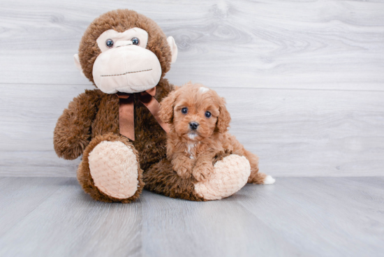 Playful Cavoodle Poodle Mix Puppy