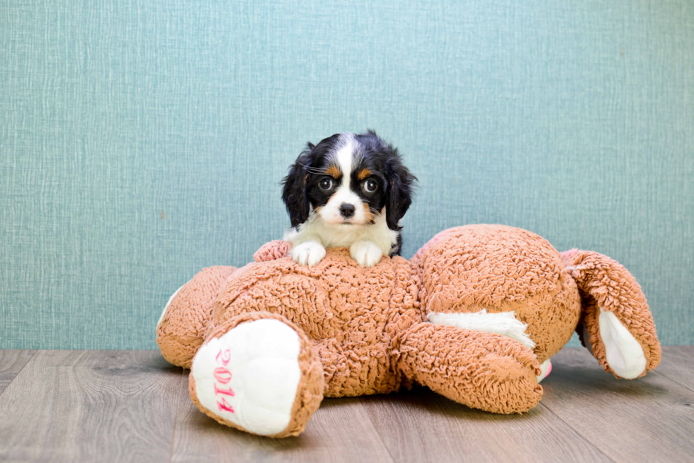 Sweet Cavalier King Charles Spaniel Purebred Puppy