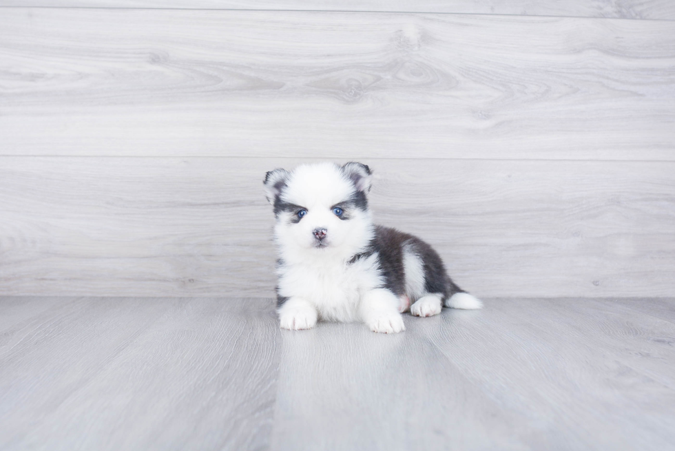 Happy Pomsky Baby