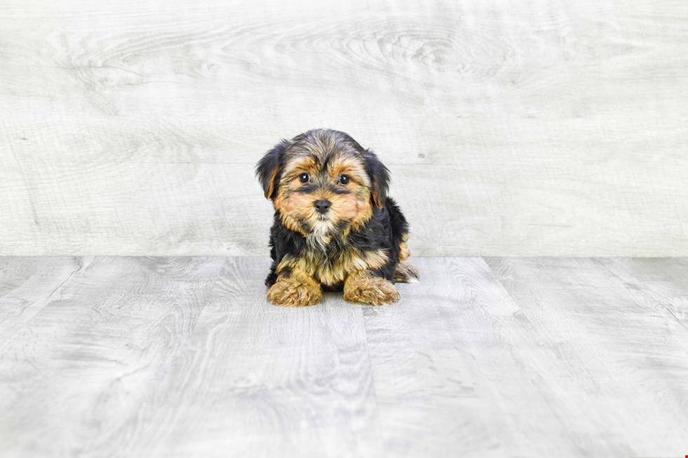 Meet Snickers - our Yorkshire Terrier Puppy Photo 