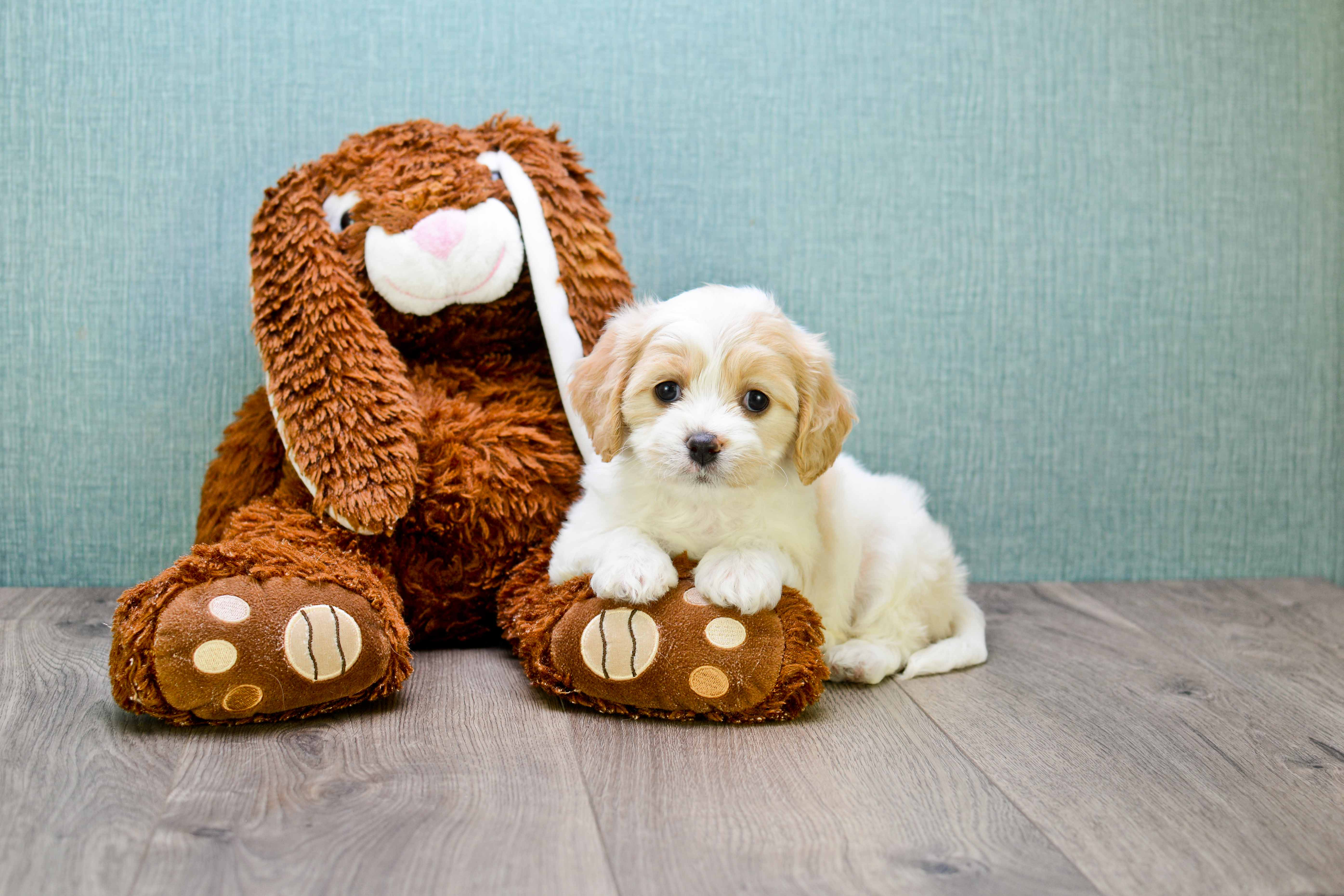 Friendly Cavachon Baby